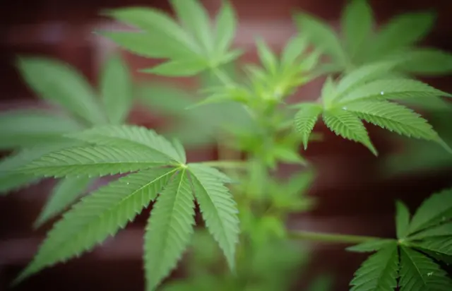 Image of cannabis plant