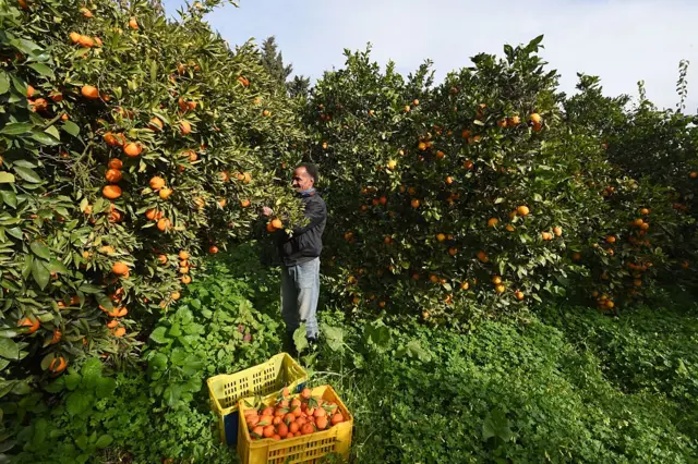 Tunisian farmer harvesting oranges in January 2017