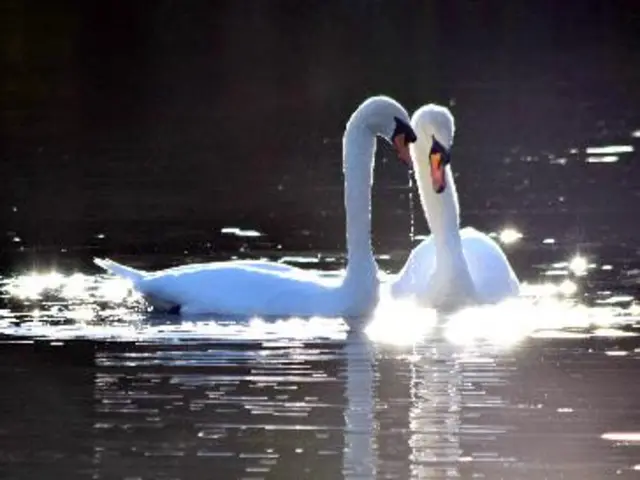 swans