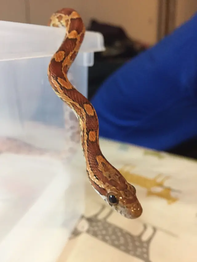 Cornsnake