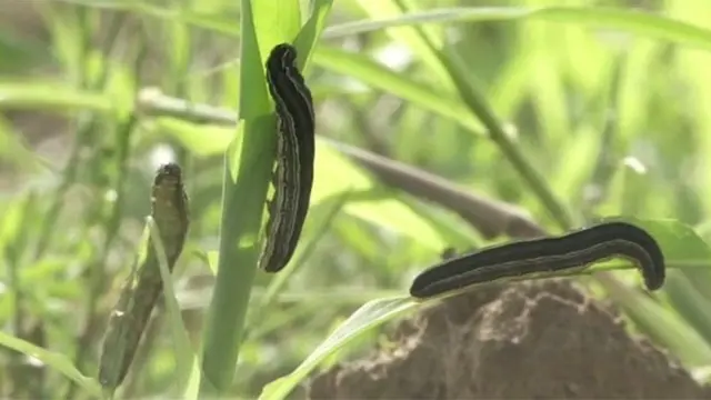 Army worms