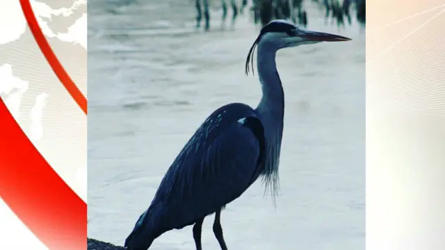 A lonely heron fishing on a frozen lake at Central Forest Park