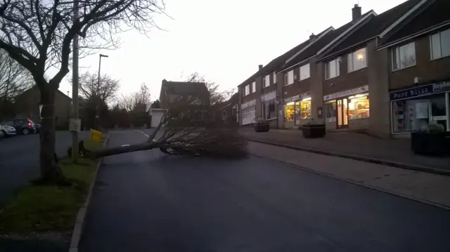 Fallen tree