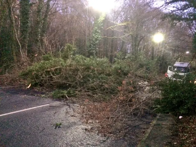 Fallen tree