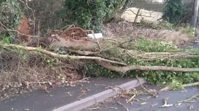 Tree outside Blacksmith Arms in Kingsley Holt