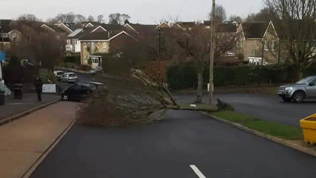 Fallen tree