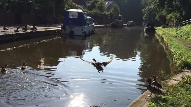 Bird in flight near the Boat Inn on the canal tow path in Gnosall