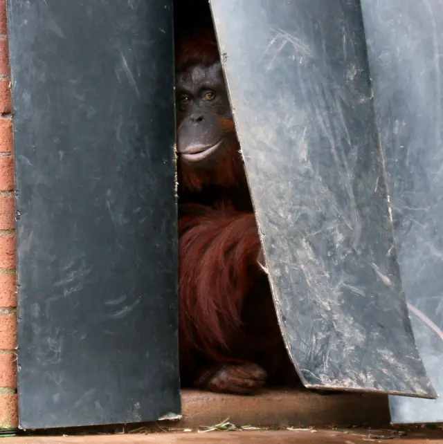 Orangutan