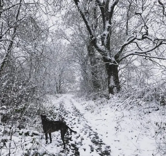 Bramble the three-legged lurcher