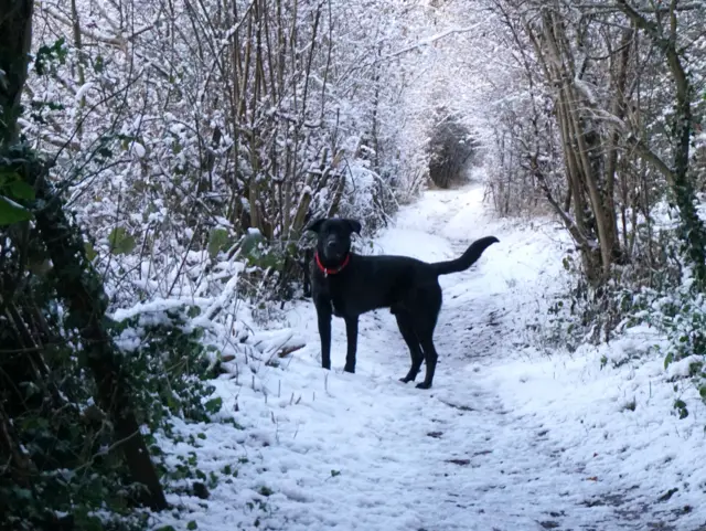 Dog in the snow