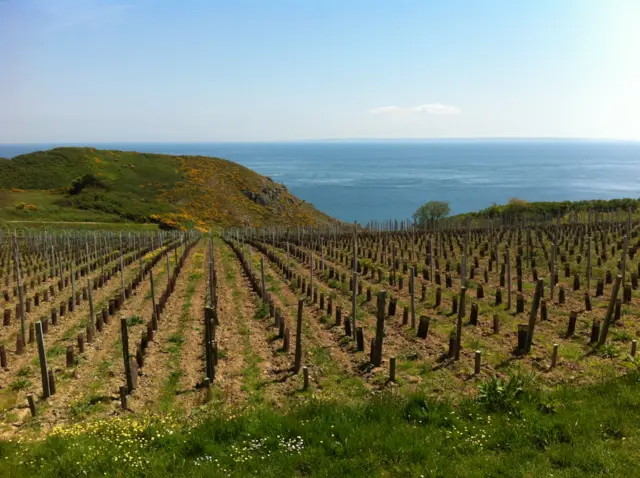 Sark vineyard