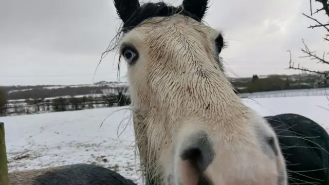 Horse in field by canal near Birches Head