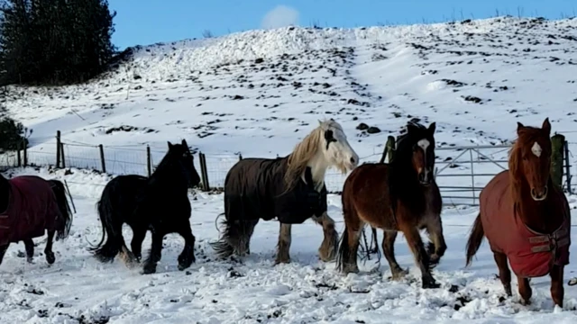 Ponies in the snow