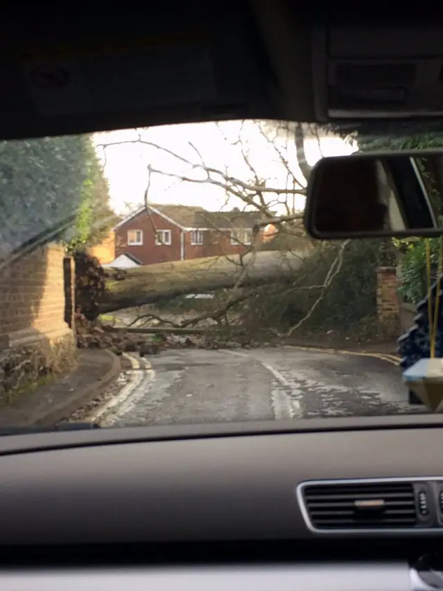 Fallen tree