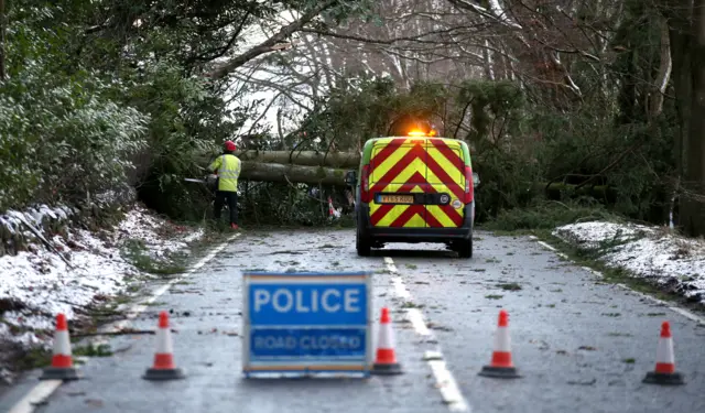 Fallen tree