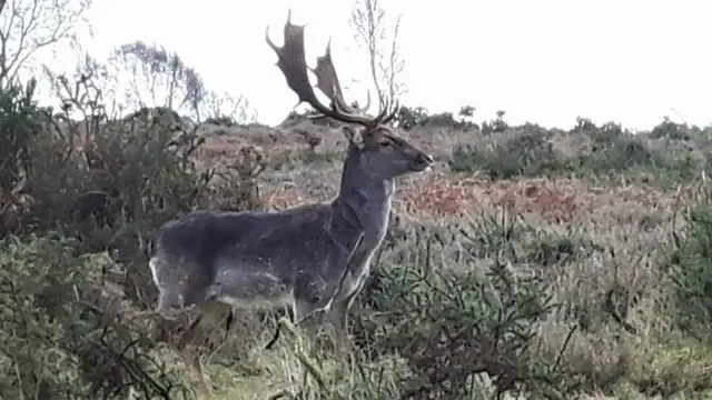 Cannock chase