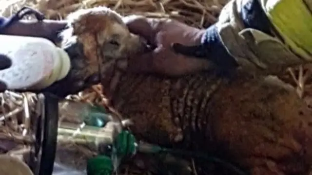 Sheep being fed/given oxygen