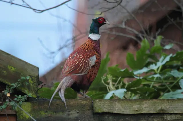 Pheasant