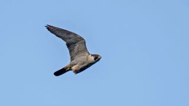 A falcon