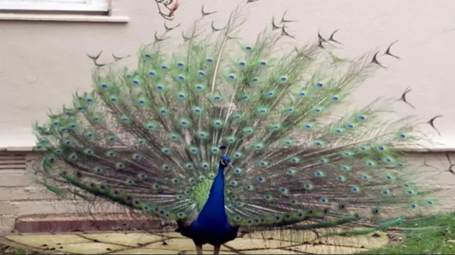 Percy the peacock