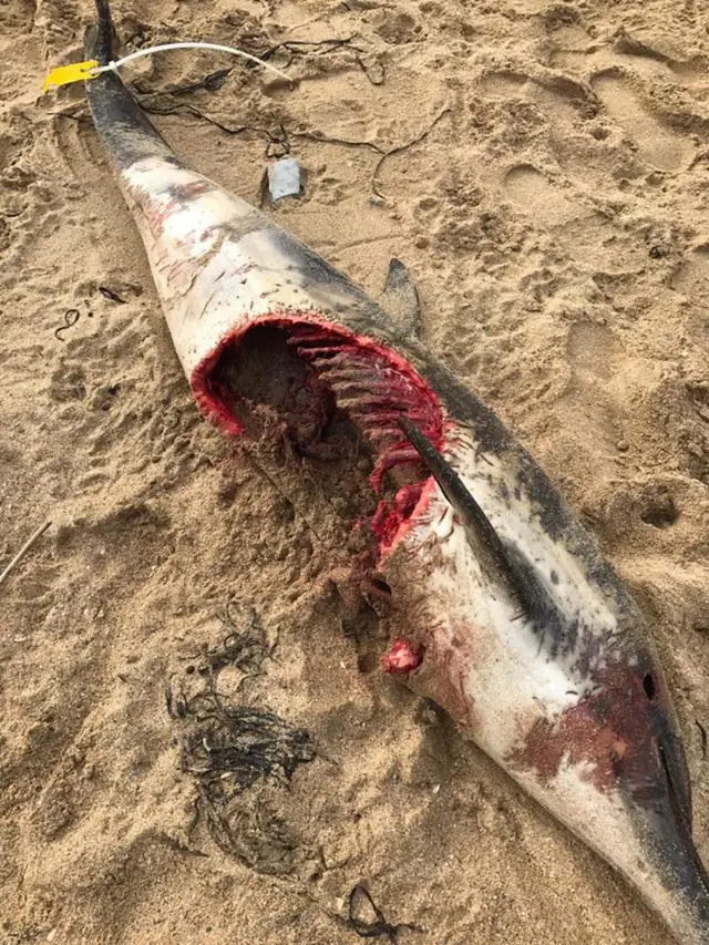 dead dolphin