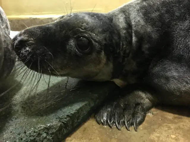 Benedictus, a dark grey coloured seal pup