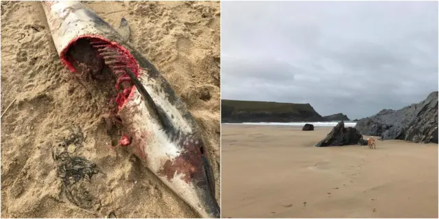 dolphin and beach