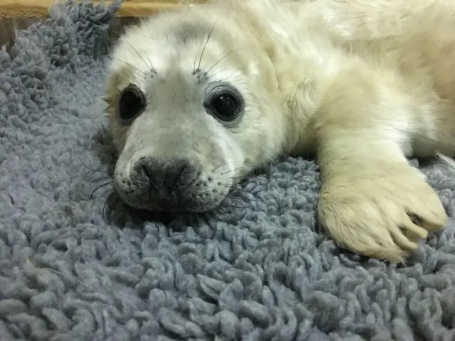 Ruby Star, a cream coloured seal pup, lying on a tufted blanket