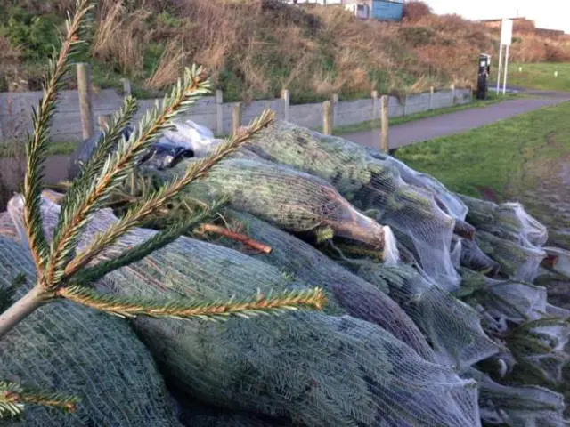 A group of Christmas trees, waiting to be put into the dunes