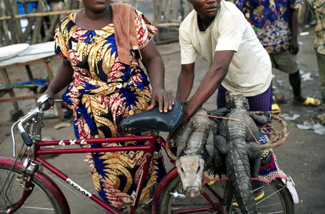 Crocodile on Bike in DR Congo 2006