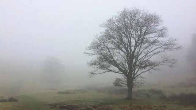 Tree in fog