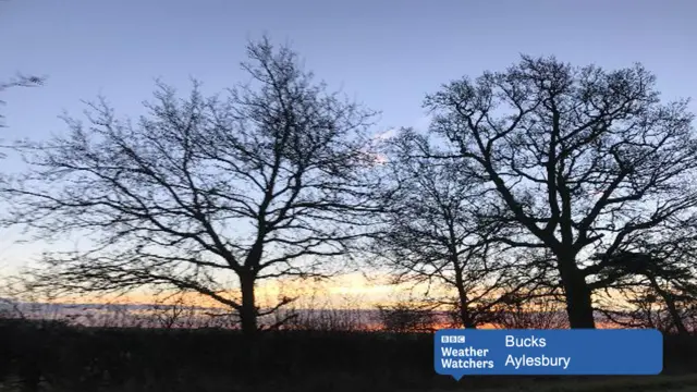 Trees in Aylesbury