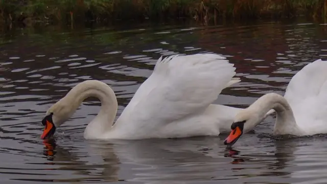 Swans