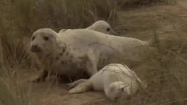 Seal pups with mother