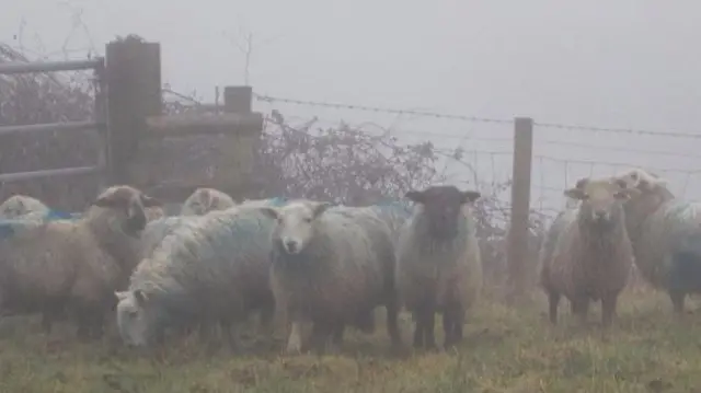 Sheep in mist