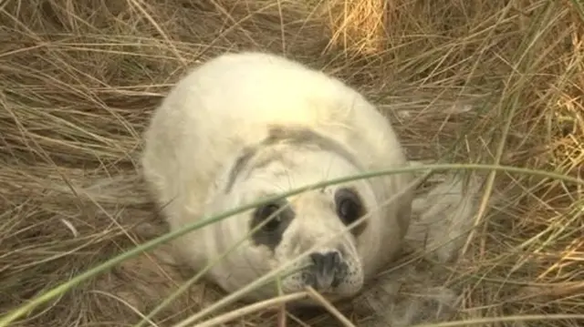 Seal pup