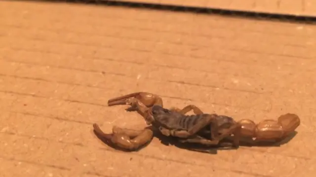 Scorpion