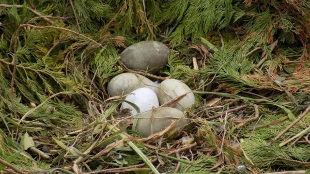 Swans' eggs in Helston. Pic: Rebecca Wilbur