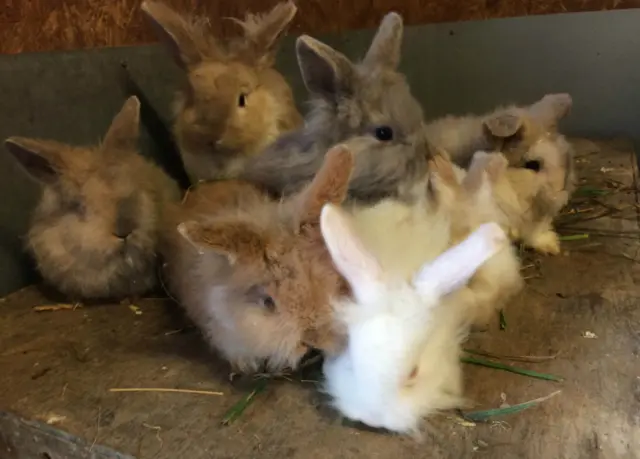 The bunnies after they were rescued by the RSPCA