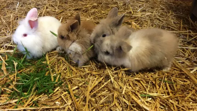 The bunnies after they were rescued by the RSPCA