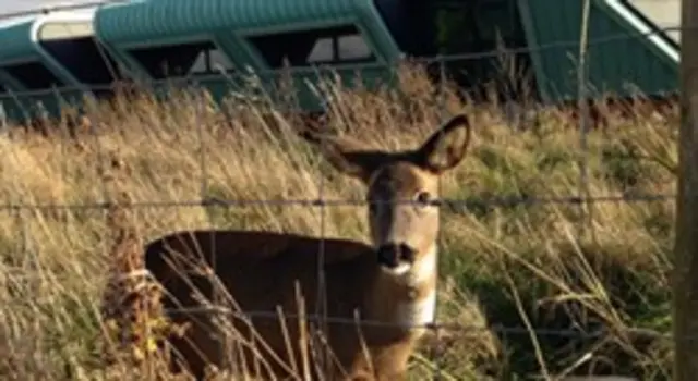 Daphne the deer