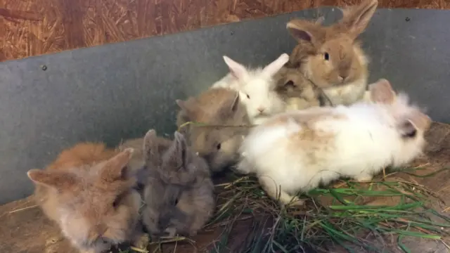 The bunnies after they were rescued by the RSPCA