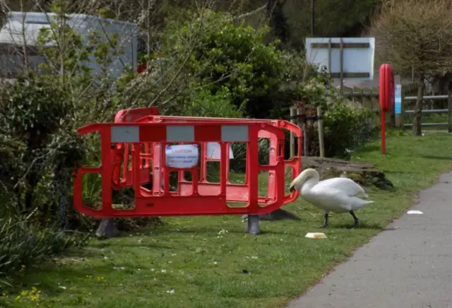 Swan in Helston. Pic: Rebecca Wilbur