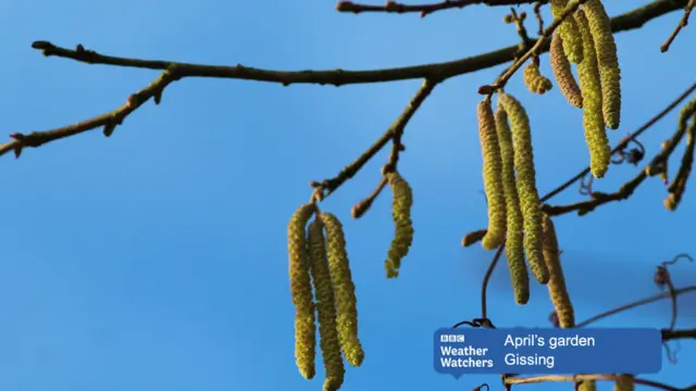 Catkins against blue sky