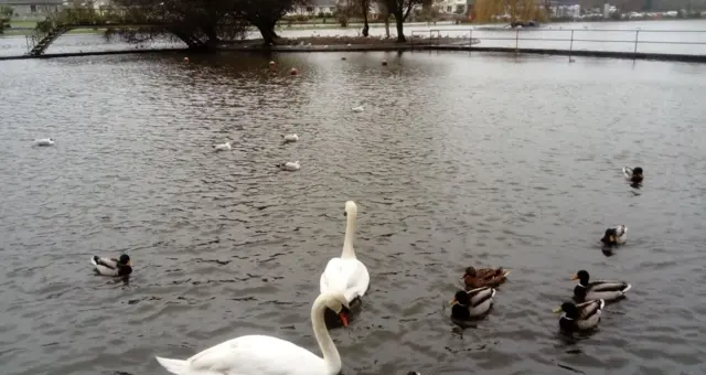 Swans. Pic: Rebecca Wilbur