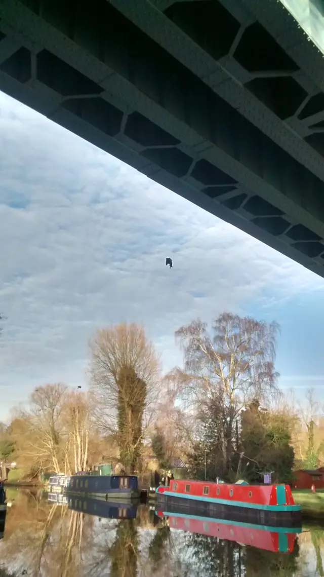 Pigeon dangling from bridge