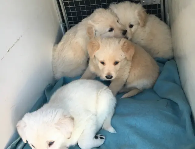 Four golden retriever puppies