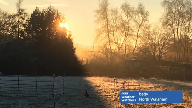 Frosty grass, with sun peeping from behind a tree