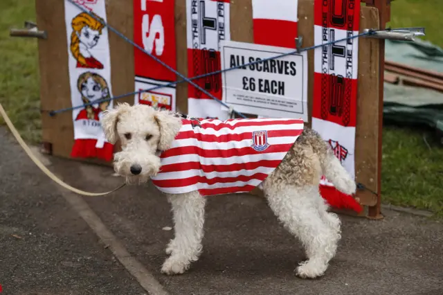 Stoke City dog