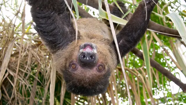 Sloth